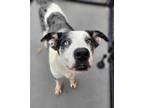 Adopt Benson a Australian Shepherd