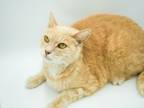 Adopt Pooh Bear SPONSERED (Bonded w/ Nomu) a Domestic Short Hair