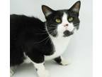 Adopt Nomu SPONSERED (Bonded w/ Pooh Bear) a Domestic Short Hair