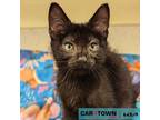 Adopt Hefty a Domestic Short Hair