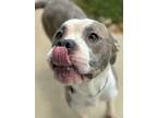 Adopt Krueger a Pit Bull Terrier