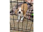 Adopt Gus Gus a Wirehaired Terrier, Dachshund