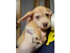 Adopt Jacques a Wirehaired Terrier, Dachshund