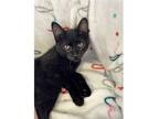 Adopt Koda a Domestic Short Hair