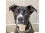 Adopt Enzo a Pit Bull Terrier, Labrador Retriever