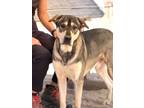 Adopt Tundra a Husky, Mixed Breed