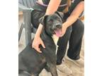 Adopt Howie a Labrador Retriever, Mixed Breed