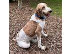 Adopt BERNIE X a Poodle