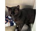 Adopt Hoover a Domestic Short Hair