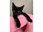 Adopt Tumnus a Manx, Domestic Short Hair
