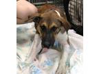 Adopt Nemo a Rat Terrier, Mixed Breed