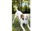Adopt Nash a Rat Terrier, Mixed Breed