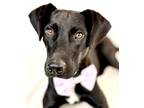 Adopt Mickey a Labrador Retriever, Mixed Breed