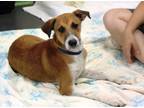 Adopt Noah a Rat Terrier, Mixed Breed