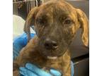 Adopt Yoshi a Black Mouth Cur