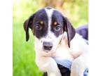 Adopt Hamilton a Collie, Black Mouth Cur