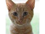 Adopt Ted a Domestic Short Hair, American Bobtail
