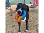 Adopt Zo a Pit Bull Terrier, Mixed Breed