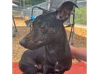 Adopt Dobby a Dachshund, Mixed Breed