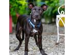 Adopt Belmont a Labrador Retriever