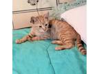Adopt Marmalade a Tabby