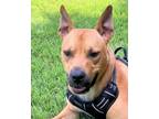Adopt Jasper a Black Mouth Cur