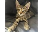 Adopt Clyde a Domestic Short Hair