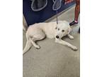 Adopt Casey a Akbash, Siberian Husky