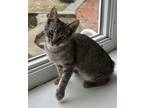 Adopt Sydney KITTEN a Domestic Short Hair