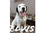 Adopt Elvis a Hound, Dalmatian