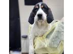 Adopt Tostitos a Redbone Coonhound, Border Collie