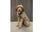 Adopt Chandon a Poodle