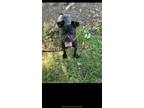 Adopt Cogsworth a Retriever, Mixed Breed