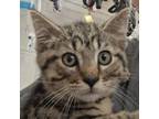 Adopt Bam Bam a Domestic Short Hair