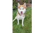 Adopt Striker Yrly 271 a Husky