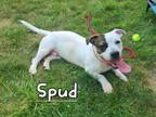 Adopt Spud Yrly 272 a Basset Hound, Pit Bull Terrier