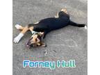 Adopt Forney Hull a Beagle, Shepherd