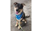 Adopt Titus a Shepherd, Alaskan Malamute