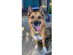 Adopt Chance a German Shepherd Dog