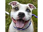 Adopt Azul a Pit Bull Terrier