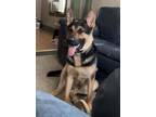 Adopt Knox **COURTESY POST** a German Shepherd Dog