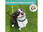 Adopt Archie (Ahro) a Pit Bull Terrier