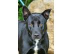 Adopt Mozart a German Shepherd Dog