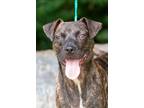 Adopt Otto a Pit Bull Terrier