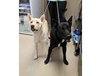 Adopt Bach a Husky