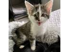 Adopt Toasty Marshmallow a Tabby, Domestic Medium Hair