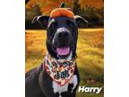 Adopt HARRY a Pit Bull Terrier