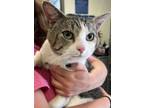 Adopt Moonpie a Domestic Short Hair