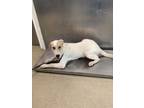 Adopt Tanner a Golden Retriever, Mixed Breed