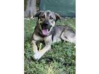 Adopt Benji a German Shepherd Dog, Mixed Breed